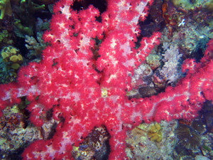 190836_185482024826249_1350645432_2